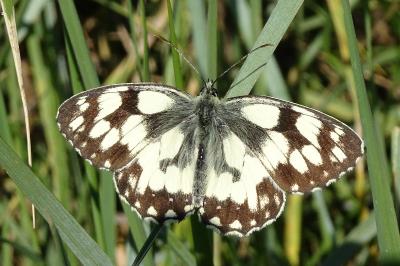 <i>Melanargia galathea</i>