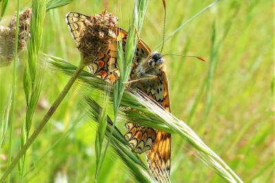 <i>Melitaea phoebe</i>