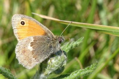 <i>Coenonympha pamphilus</i>