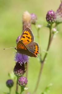 <i>Lycaena phlaeas</i>