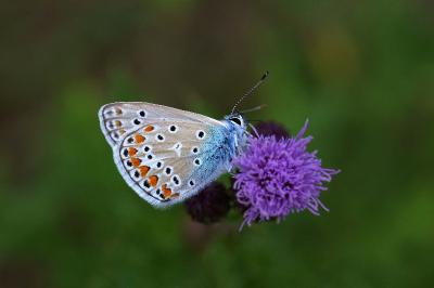 <i>Polyommatus icarus</i>