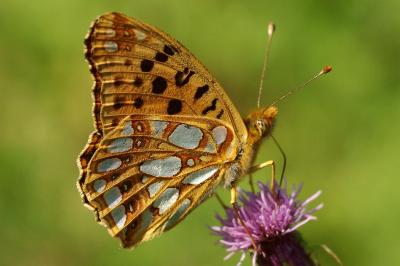 <i>Issoria lathonia</i>