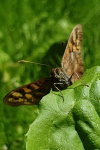 <i>Pararge aegeria</i>