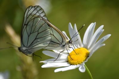 <i>Aporia crataegi</i>
