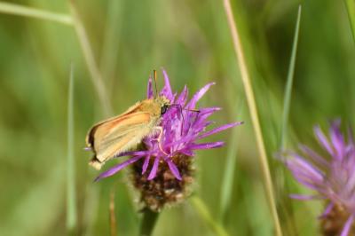 <i>Thymelicus sylvestris</i>
