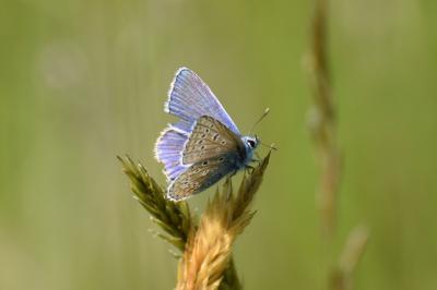 <i>Polyommatus icarus</i>