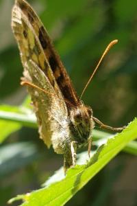 <i>Pararge aegeria</i>