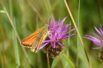 Thymelicus sylvestris