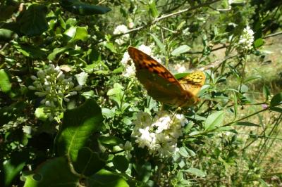 <i>Argynnis pandora</i>