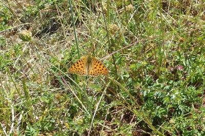 <i>Issoria lathonia</i>