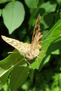 <i>Pararge aegeria</i>