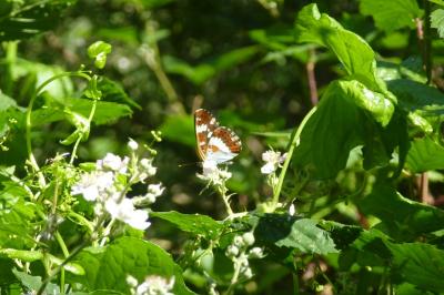 <i>Limenitis camilla</i>