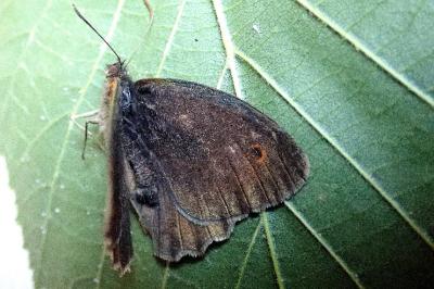 <i>Maniola jurtina</i>