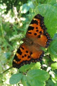 <i>Nymphalis polychloros</i>