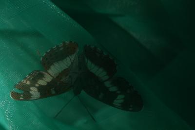 <i>Limenitis camilla</i>