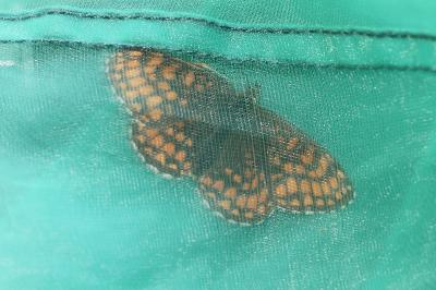 <i>Melitaea athalia</i>