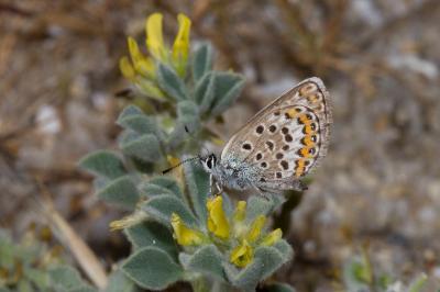 <i>Plebejus argus</i>