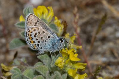 <i>Plebejus argus</i>