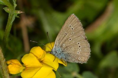 <i>Cyaniris semiargus</i>