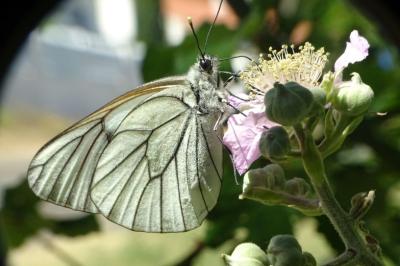 <i>Aporia crataegi</i>