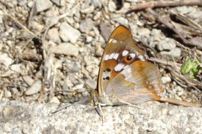 <i>Apatura ilia</i>