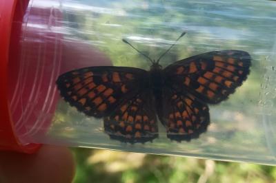 <i>Melitaea athalia</i>