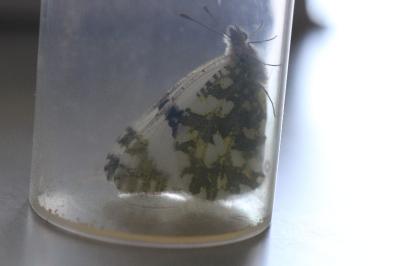 <i>Euchloe crameri</i>