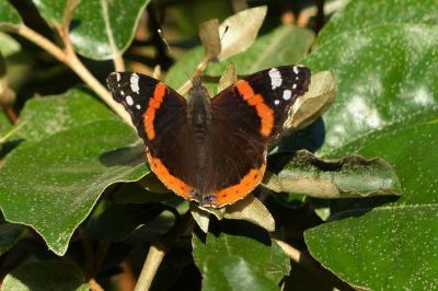 <i>Vanessa atalanta</i>