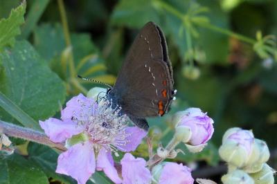 <i>Satyrium ilicis</i>