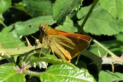 <i>Ochlodes sylvanus</i>