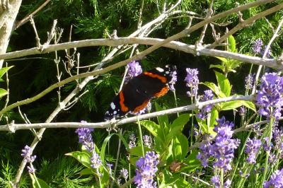 <i>Vanessa atalanta</i>
