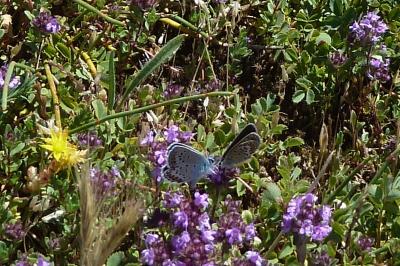 <i>Plebejus argus</i>