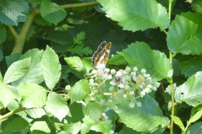 <i>Limenitis camilla</i>