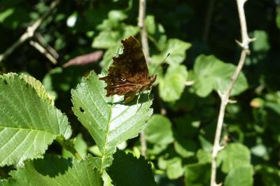 <i>Polygonia c-album</i>