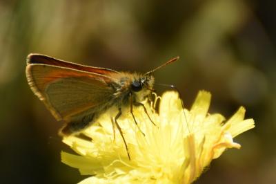 <i>Thymelicus sylvestris</i>