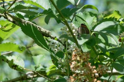 <i>Satyrium w-album</i>