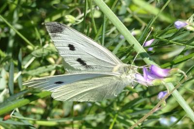 <i>Pieris rapae</i>