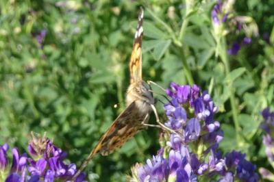 <i>Vanessa cardui</i>