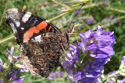 <i>Vanessa atalanta</i>