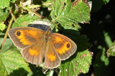 <i>Pyronia tithonus</i>