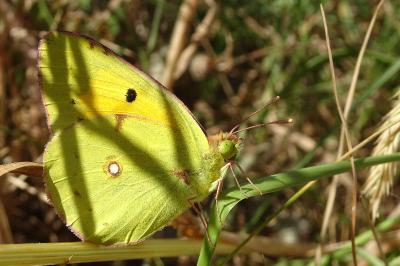 <i>Colias crocea</i>