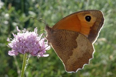 <i>Maniola jurtina</i>