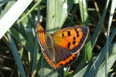 <i>Lycaena phlaeas</i>