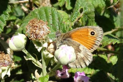<i>Coenonympha pamphilus</i>
