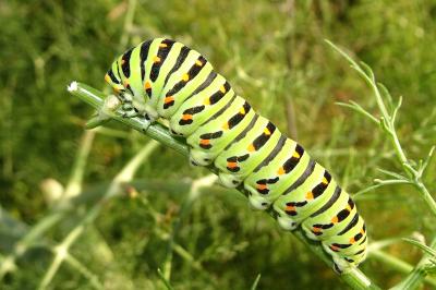 <i>Papilio machaon</i>