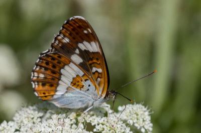 <i>Limenitis camilla</i>