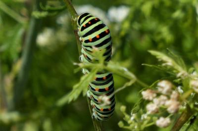 <i>Papilio machaon</i>
