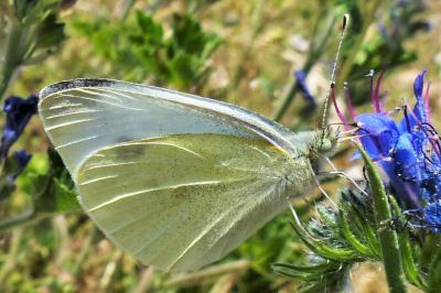 <i>Pieris rapae</i>