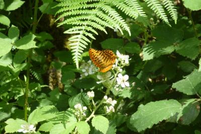 <i>Argynnis paphia</i>