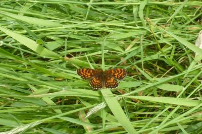 <i>Melitaea athalia</i>